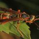 Northern Paper Wasp