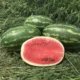 seeded watermelon